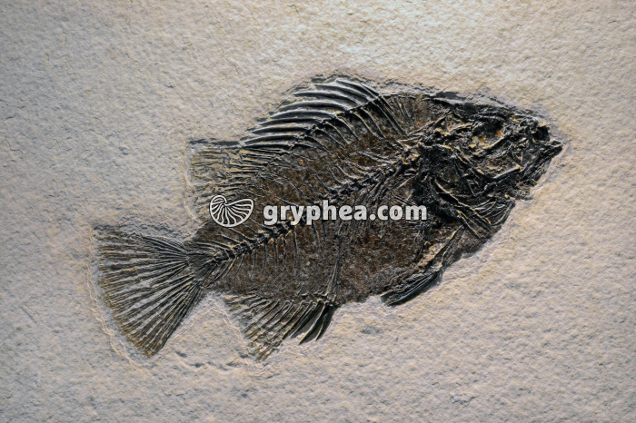 Poisson fossilisé (non déterminé) - gryphea.com